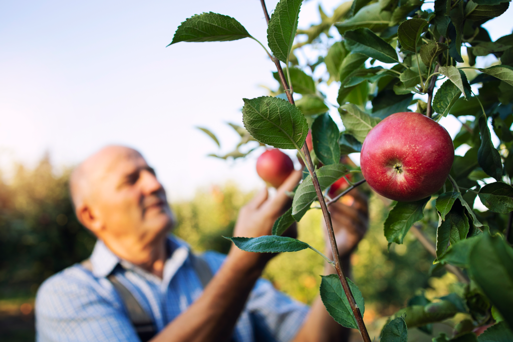 BFiver_apple-fruit-harvest-orchard